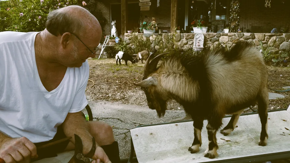 Nicholas’s dad sitting beside a goat in the yard